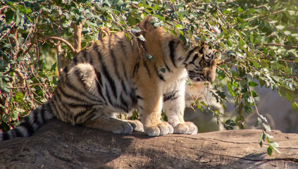 kitten of  siberian tiger