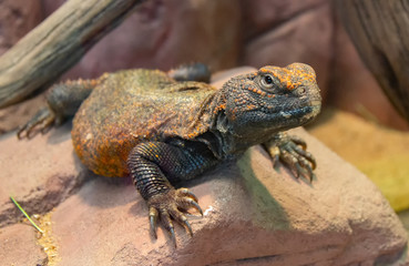  spiny-tailed lizard on stone