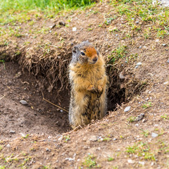 View at the Prairie dog near Vermillion lakes in Banff National Park - Canada