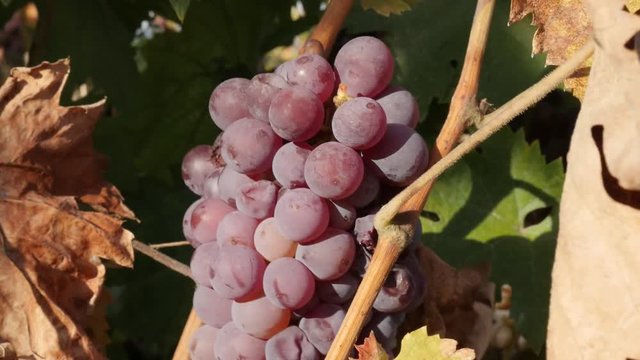Organic cluster of grapevines in a vineyard slow motion video