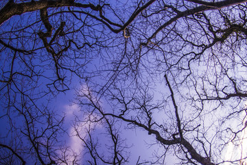 branches of tree against blue sky