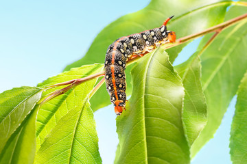 Hornworm curve down from tree brunch