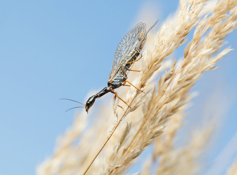 Snakefly hunter