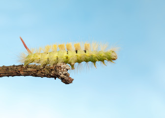 Yellow hairy caterpillar stretch forward from branch