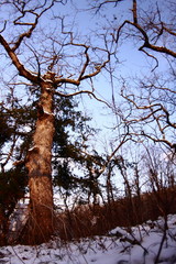 tree in winter