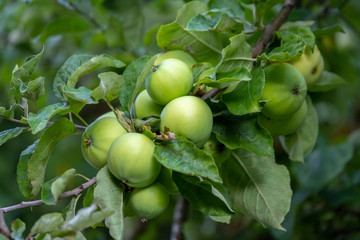 Obraz premium Typical Switzerland wooden house windows decorated by flower