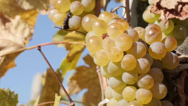 Juicy cluster of white grapes close-up 4K footage