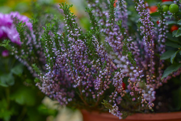 Heather flowers in the pot