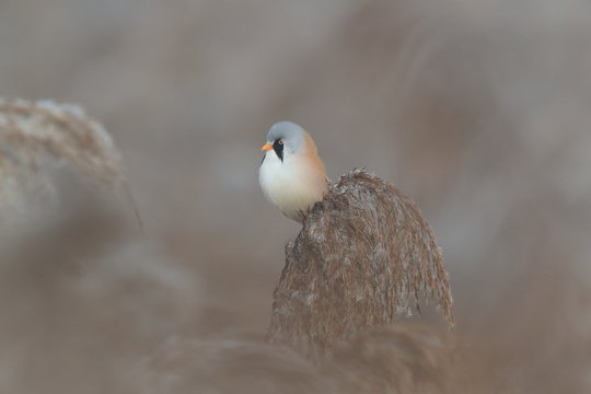 Bearded Reedling or Bearded Tit (Panurus biarmicus) Baden-Wuerttemberg, Germany