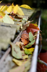 Leaves in eaves. Cleaning gutter blocked with autumn leaves.
