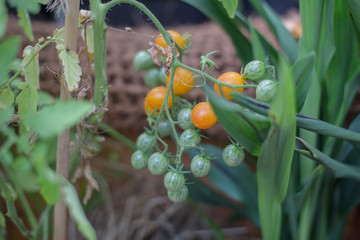 tomatoes grow on a branch