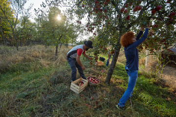 Farmers picking apples