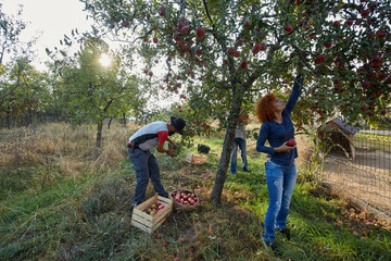 Fototapeta premium Farmers picking apples
