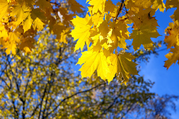 Yellow autumn maple leaves on a tree branch against the blue sky