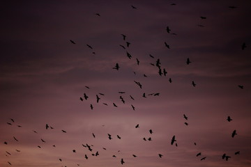 flock of birds flying in the sky