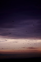 flock of birds flying in the sky at sunset