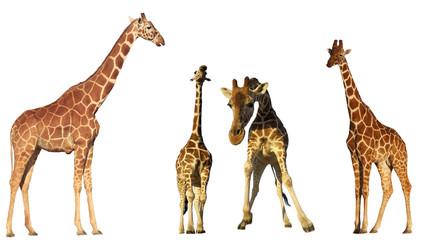 Fototapeta premium Giraffes isolated on white 