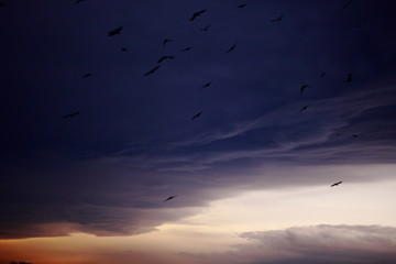 flock of birds flying in the sky at sunset