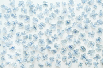 Hydrangea flower petals pattern background. Flat lay, top view.