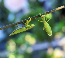 two green large praying mantis crawling along the branch