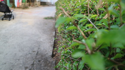 green leaf in garden