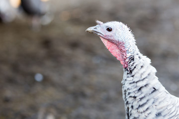 close-up portrait of a turkey