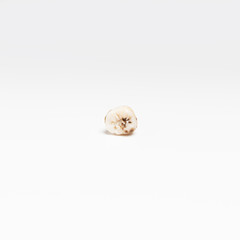 Torn out bad root human tooth close up on white background