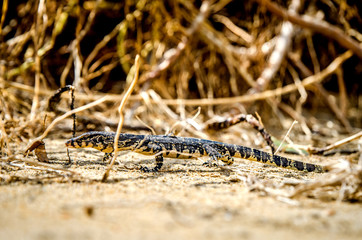 Iguana walks in the sand among the thickets.
