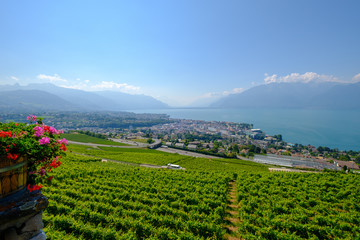 Top view to vineyards near Vevey at Geneva lake, Switzerland