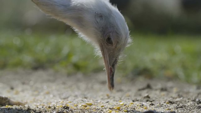 Greater rhea eating corn