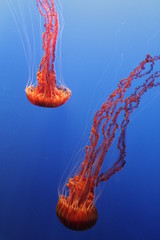 Jellyfish At Monterey Bay Aquarium