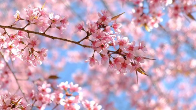 Sakura, cherry blossoms flower in spring
