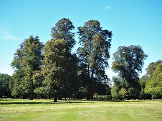 Trees in a park with green meadow and blue sky