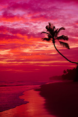 Palm tree silhouette on tropical beach vivid twilight sky after sunset