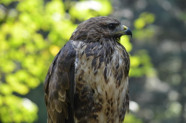 Hawk bird nature wild nature