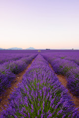 Naklejka na ściany i meble Lavender field Provance France at sunrise. Infinite blossoming lavender bushes rows to the mountains on horizon.