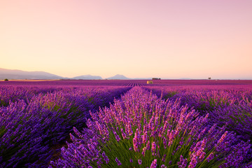 Fototapeta na wymiar Beautiful lavender fields at sunrise Provence France focus on foreground