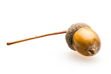 Acorn on a Twig