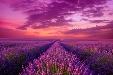 Door stickers Countryside Lavender field at sunset. Beutiful blossoming lavender bushes rows with lonely farm house in the fileds iconic landscape Provence France.