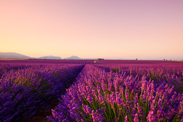 Lavender field on sunrise Provence France. Beautiful blooming endless lavender rows and old french...
