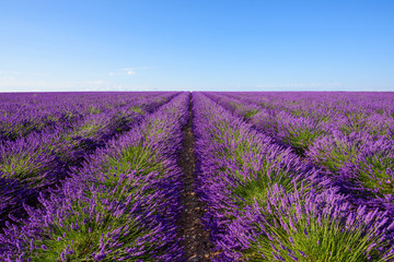 Plakat Endless lavender bushes rows to the horizon at lavender field in Valensole France