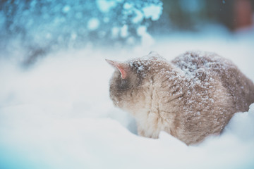 Siamese cat walking in deep snow during a snowfall