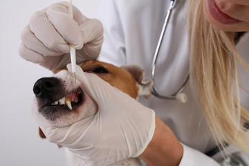 Veterinarian doctor checks teeth and gums to a dog, tooth stone removing. Pet's dental care