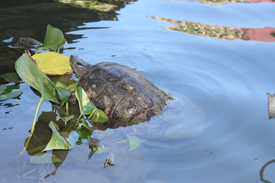 Черепаха / Водная черепаха / Рептилия