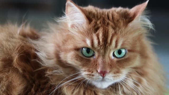 Beautiful red cat with green eyes is looking at the camera.