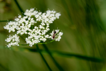 Obraz na płótnie Canvas Ant on Ground Elder Flower