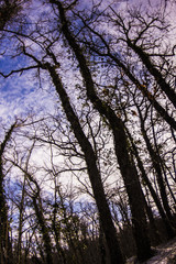 trees and sky