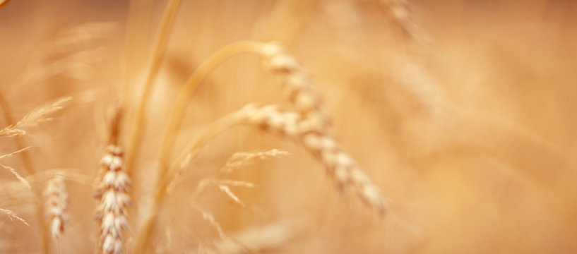 golden ears of wheat or rye, close up with drops of dew.