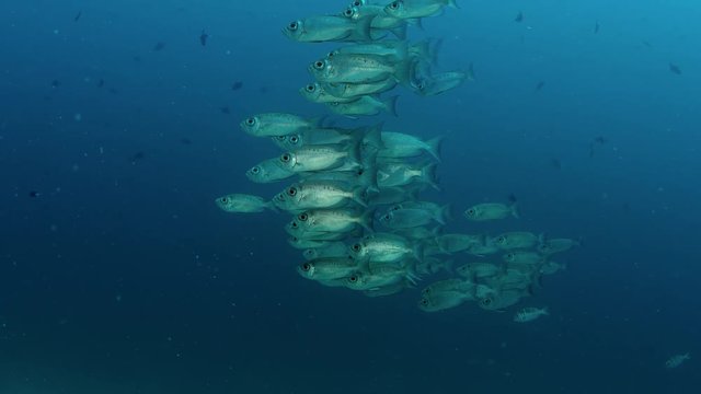 Crescent-tail bigeye (Priacanthus hamrur)are schooling,Raja Ampat, Indonesia, slow motion