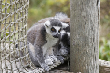 The Ring-tailed Lemur cuddle up to sleep in a meadow together